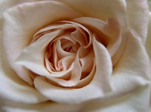 Coeur de rose Coeur de rose