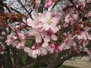 Fleurs de prunus Fleurs de prunus
